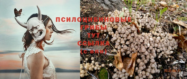 крисы Инта